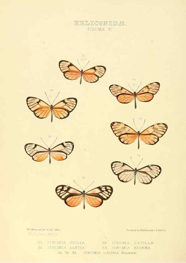 Reproducción/Reproduction 6005602401: Illustrations of new species of exotic butterflies v.1 London :John Van Voorst,[1856]-1876
