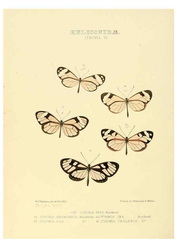 Reproducción/Reproduction 6005602665: Illustrations of new species of exotic butterflies v.1 London :John Van Voorst,[1856]-1876