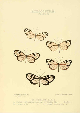 Reproducción/Reproduction 6005602665: Illustrations of new species of exotic butterflies v.1 London :John Van Voorst,[1856]-1876