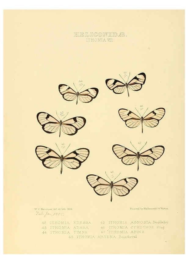 Reproducción/Reproduction 6005603025: Illustrations of new species of exotic butterflies v.1 London :John Van Voorst,[1856]-1876