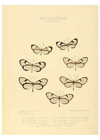 Reproducción/Reproduction 6005603025: Illustrations of new species of exotic butterflies v.1 London :John Van Voorst,[1856]-1876