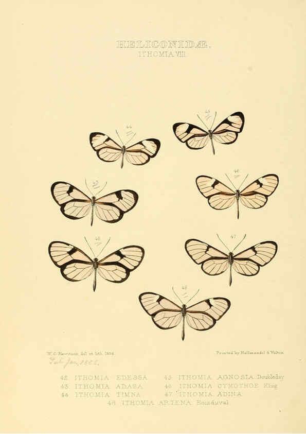 Reproducción/Reproduction 6005603025: Illustrations of new species of exotic butterflies v.1 London :John Van Voorst,[1856]-1876