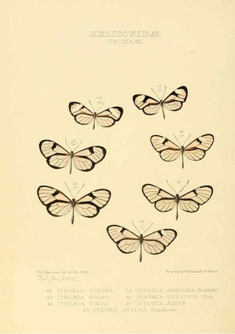 Reproducción/Reproduction 6005603025: Illustrations of new species of exotic butterflies v.1 London :John Van Voorst,[1856]-1876