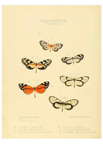 Reproducción/Reproduction 6006146246: Illustrations of new species of exotic butterflies v.1 London :John Van Voorst,[1856]-1876