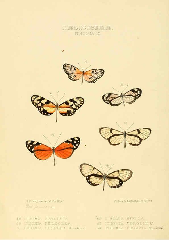 Reproducción/Reproduction 6006146246: Illustrations of new species of exotic butterflies v.1 London :John Van Voorst,[1856]-1876