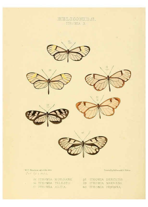 Reproducción/Reproduction 6005603907: Illustrations of new species of exotic butterflies v.1 London :John Van Voorst,[1856]-1876