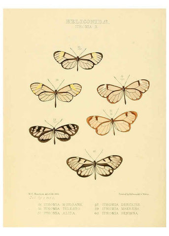 Reproducción/Reproduction 6005603907: Illustrations of new species of exotic butterflies v.1 London :John Van Voorst,[1856]-1876