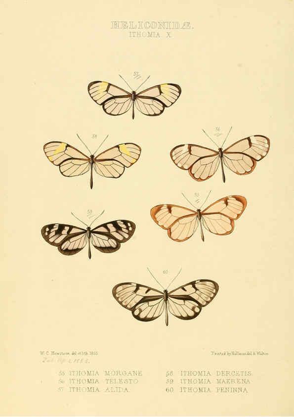 Reproducción/Reproduction 6005603907: Illustrations of new species of exotic butterflies v.1 London :John Van Voorst,[1856]-1876
