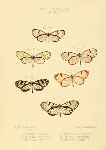 Reproducción/Reproduction 6005603907: Illustrations of new species of exotic butterflies v.1 London :John Van Voorst,[1856]-1876