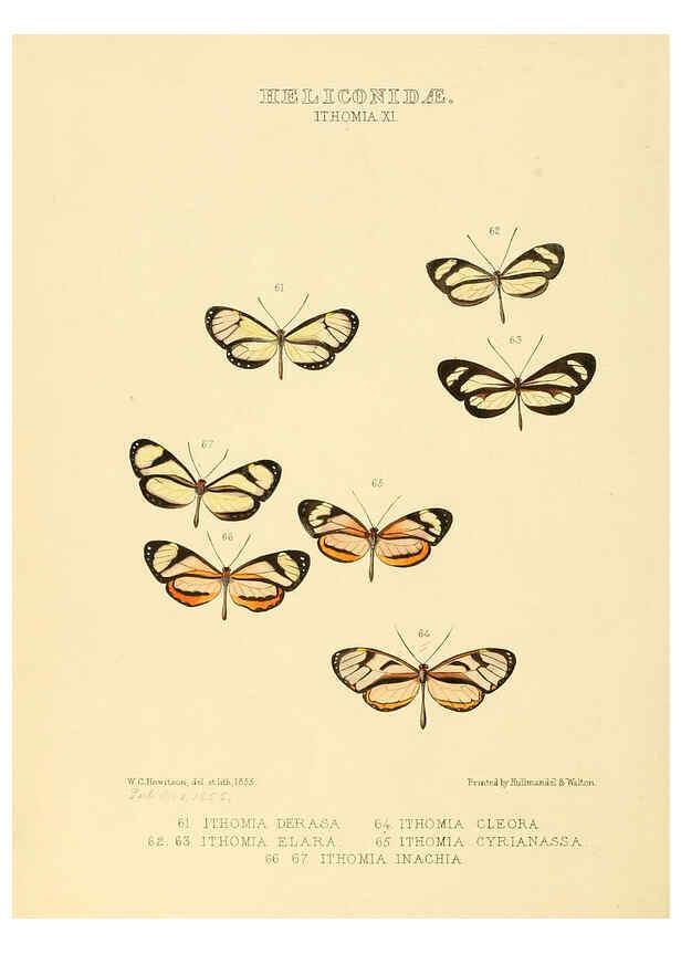 Reproducción/Reproduction 6005604235: Illustrations of new species of exotic butterflies v.1 London :John Van Voorst,[1856]-1876