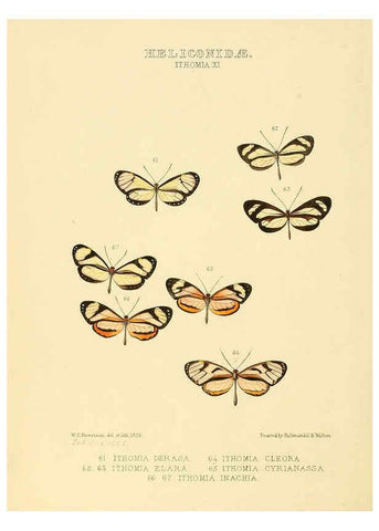 Reproducción/Reproduction 6005604235: Illustrations of new species of exotic butterflies v.1 London :John Van Voorst,[1856]-1876