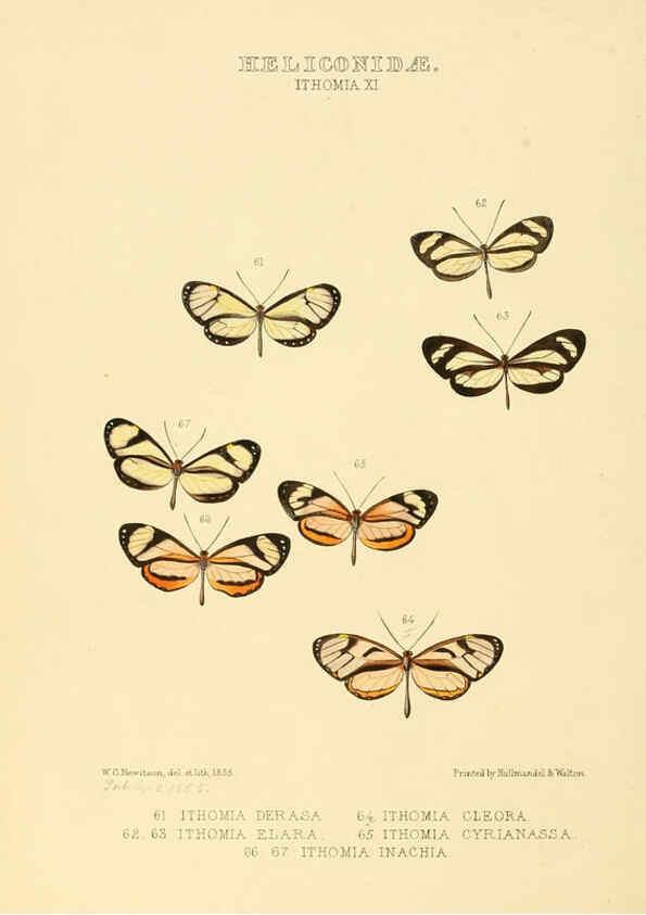 Reproducción/Reproduction 6005604235: Illustrations of new species of exotic butterflies v.1 London :John Van Voorst,[1856]-1876