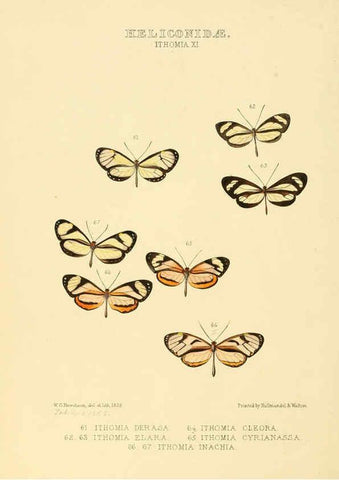 Reproducción/Reproduction 6005604235: Illustrations of new species of exotic butterflies v.1 London :John Van Voorst,[1856]-1876