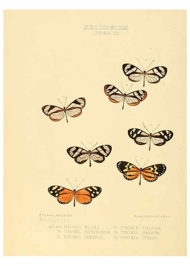 Reproducción/Reproduction 6006147356: Illustrations of new species of exotic butterflies v.1 London :John Van Voorst,[1856]-1876