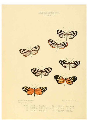 Reproducción/Reproduction 6006147356: Illustrations of new species of exotic butterflies v.1 London :John Van Voorst,[1856]-1876