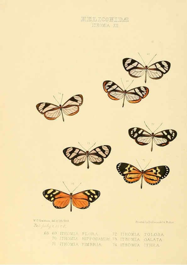 Reproducción/Reproduction 6006147356: Illustrations of new species of exotic butterflies v.1 London :John Van Voorst,[1856]-1876