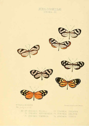 Reproducción/Reproduction 6006147356: Illustrations of new species of exotic butterflies v.1 London :John Van Voorst,[1856]-1876