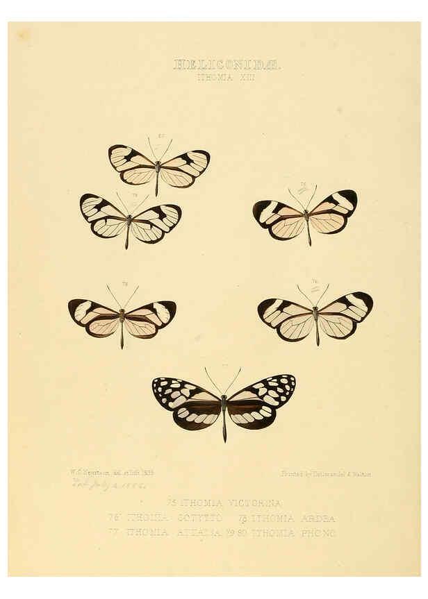Reproducción/Reproduction 6005604831: Illustrations of new species of exotic butterflies v.1 London :John Van Voorst,[1856]-1876