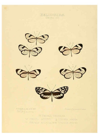 Reproducción/Reproduction 6005604831: Illustrations of new species of exotic butterflies v.1 London :John Van Voorst,[1856]-1876