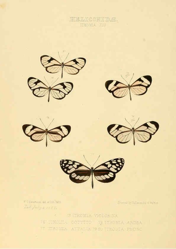 Reproducción/Reproduction 6005604831: Illustrations of new species of exotic butterflies v.1 London :John Van Voorst,[1856]-1876