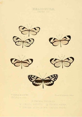 Reproducción/Reproduction 6005604831: Illustrations of new species of exotic butterflies v.1 London :John Van Voorst,[1856]-1876