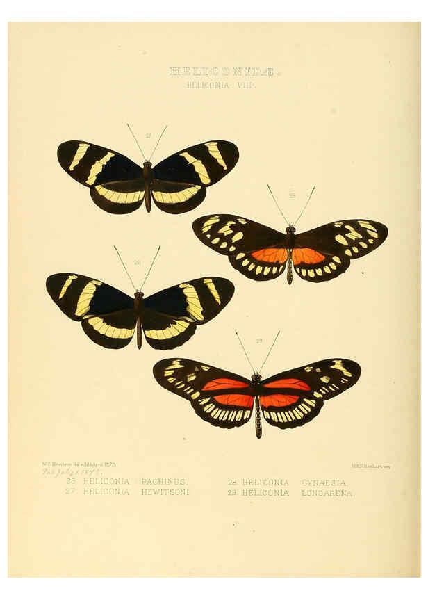Reproducción/Reproduction 6006142266: Illustrations of new species of exotic butterflies v.1 London :John Van Voorst,[1856]-1876