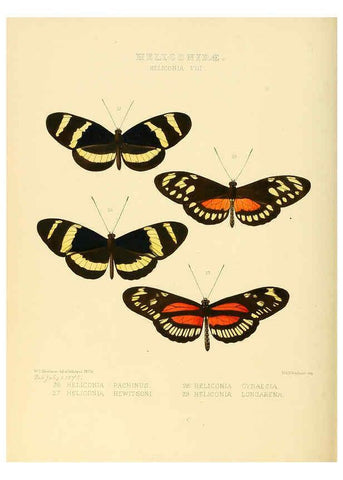 Reproducción/Reproduction 6006142266: Illustrations of new species of exotic butterflies v.1 London :John Van Voorst,[1856]-1876