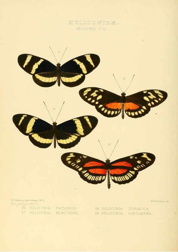 Reproducción/Reproduction 6006142266: Illustrations of new species of exotic butterflies v.1 London :John Van Voorst,[1856]-1876