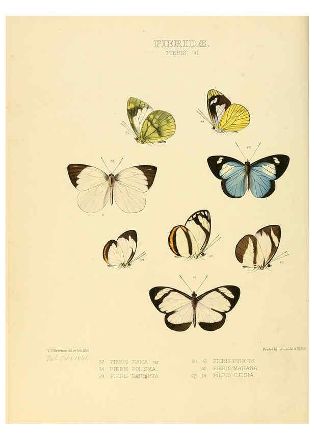 Reproducción/Reproduction 6005592831: Illustrations of new species of exotic butterflies v.1 London :John Van Voorst,[1856]-1876