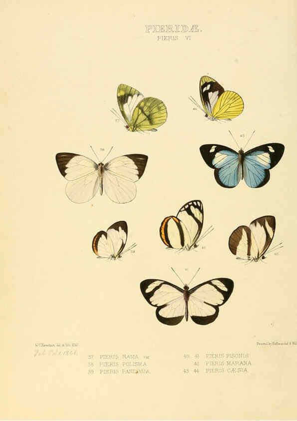 Reproducción/Reproduction 6005592831: Illustrations of new species of exotic butterflies v.1 London :John Van Voorst,[1856]-1876