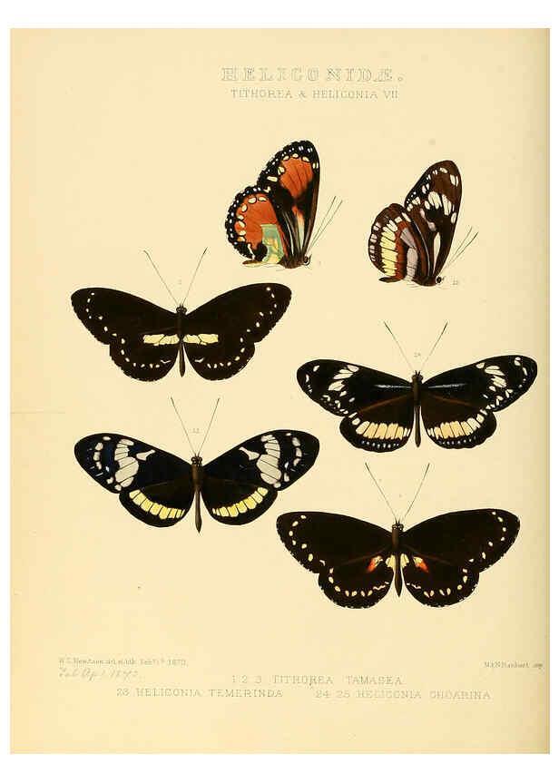 Reproducción/Reproduction 6006141890: Illustrations of new species of exotic butterflies v.1 London :John Van Voorst,[1856]-1876