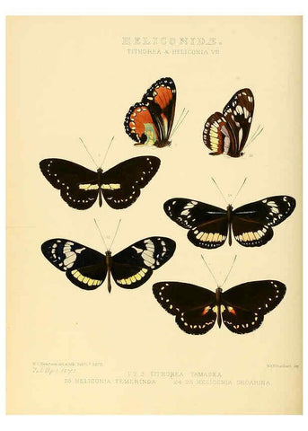 Reproducción/Reproduction 6006141890: Illustrations of new species of exotic butterflies v.1 London :John Van Voorst,[1856]-1876