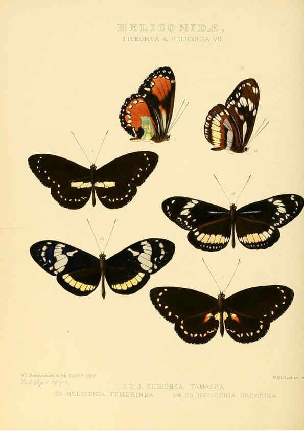 Reproducción/Reproduction 6006141890: Illustrations of new species of exotic butterflies v.1 London :John Van Voorst,[1856]-1876