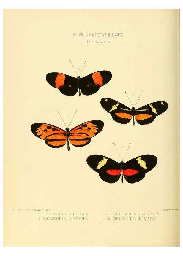 Reproducción/Reproduction 6006141352: Illustrations of new species of exotic butterflies v.1 London :John Van Voorst,[1856]-1876