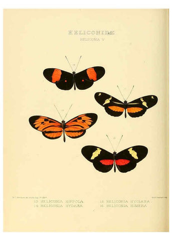 Reproducción/Reproduction 6006141352: Illustrations of new species of exotic butterflies v.1 London :John Van Voorst,[1856]-1876