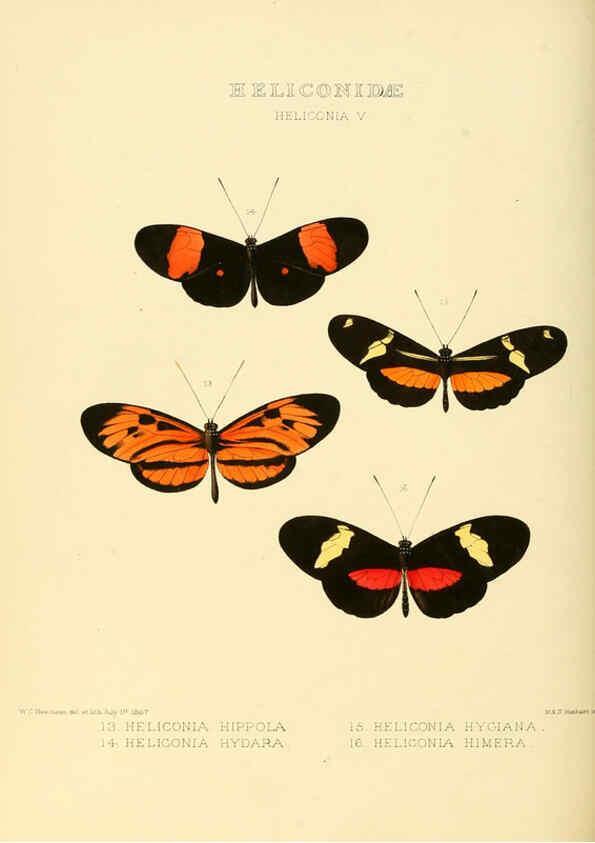 Reproducción/Reproduction 6006141352: Illustrations of new species of exotic butterflies v.1 London :John Van Voorst,[1856]-1876