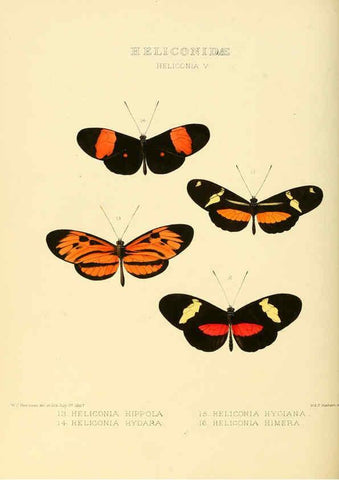 Reproducción/Reproduction 6006141352: Illustrations of new species of exotic butterflies v.1 London :John Van Voorst,[1856]-1876