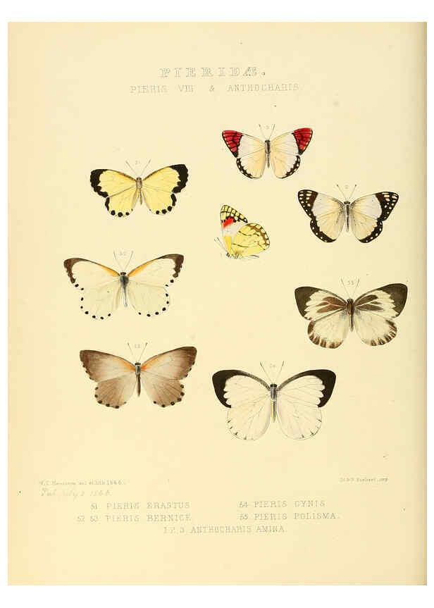 Reproducción/Reproduction 6005593485: Illustrations of new species of exotic butterflies v.1 London :John Van Voorst,[1856]-1876