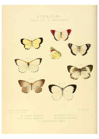 Reproducción/Reproduction 6005593485: Illustrations of new species of exotic butterflies v.1 London :John Van Voorst,[1856]-1876