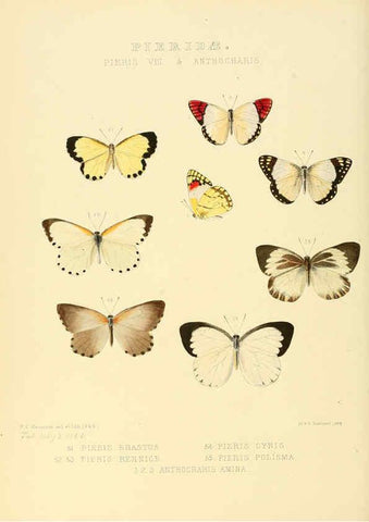 Reproducción/Reproduction 6005593485: Illustrations of new species of exotic butterflies v.1 London :John Van Voorst,[1856]-1876