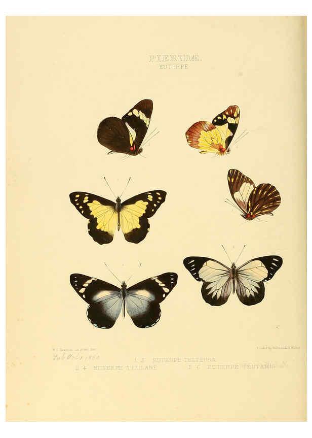 Reproducción/Reproduction 6006136298: Illustrations of new species of exotic butterflies v.1 London :John Van Voorst,[1856]-1876