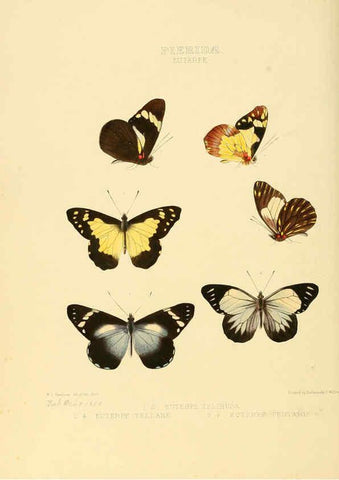 Reproducción/Reproduction 6006136298: Illustrations of new species of exotic butterflies v.1 London :John Van Voorst,[1856]-1876