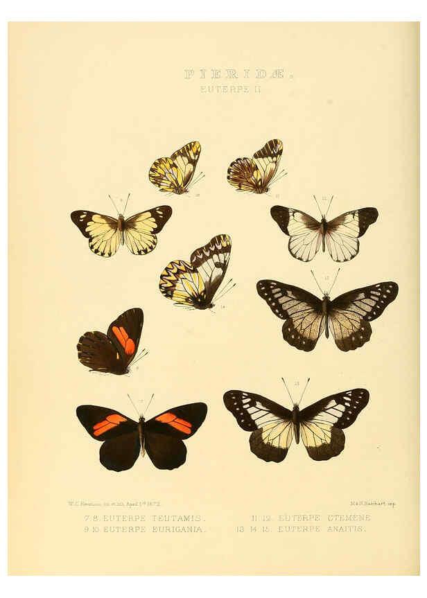 Reproducción/Reproduction 6005594271: Illustrations of new species of exotic butterflies v.1 London :John Van Voorst,[1856]-1876