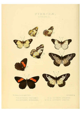 Reproducción/Reproduction 6005594271: Illustrations of new species of exotic butterflies v.1 London :John Van Voorst,[1856]-1876