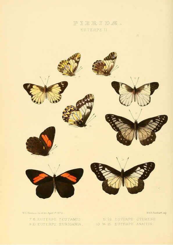 Reproducción/Reproduction 6005594271: Illustrations of new species of exotic butterflies v.1 London :John Van Voorst,[1856]-1876