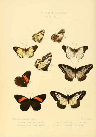 Reproducción/Reproduction 6005594271: Illustrations of new species of exotic butterflies v.1 London :John Van Voorst,[1856]-1876