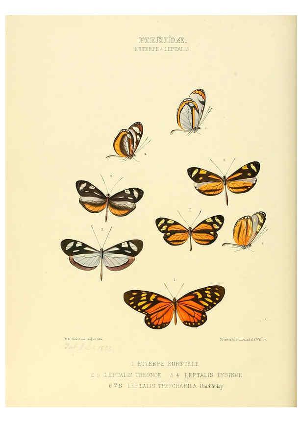 Reproducción/Reproduction 6006137014: Illustrations of new species of exotic butterflies v.1 London :John Van Voorst,[1856]-1876