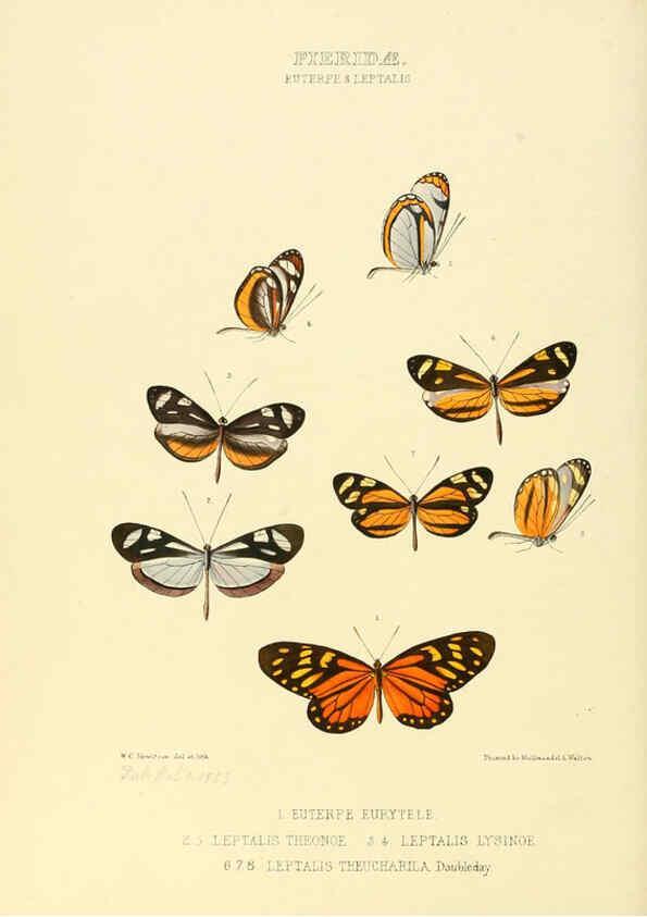 Reproducción/Reproduction 6006137014: Illustrations of new species of exotic butterflies v.1 London :John Van Voorst,[1856]-1876