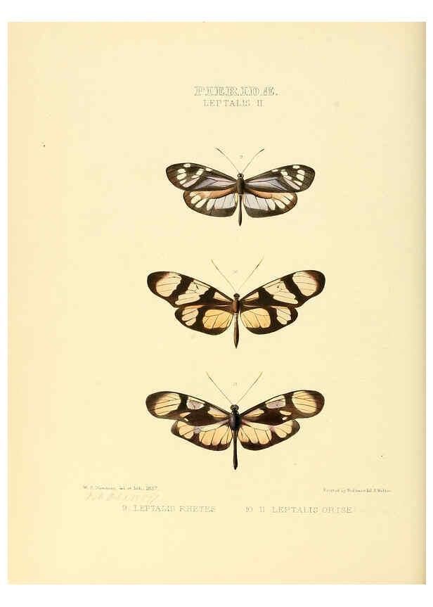 Reproducción/Reproduction 6006137270: Illustrations of new species of exotic butterflies v.1 London :John Van Voorst,[1856]-1876