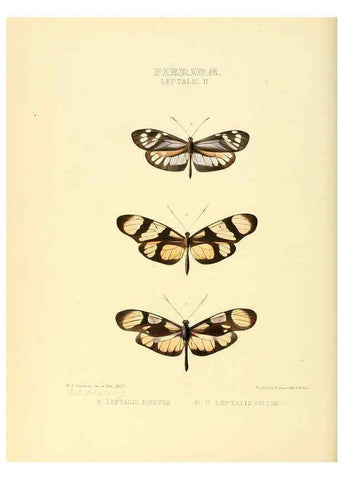Reproducción/Reproduction 6006137270: Illustrations of new species of exotic butterflies v.1 London :John Van Voorst,[1856]-1876